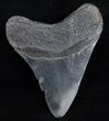 Fossil Megalodon Tooth - Georgia #12026-2